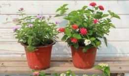 博雅小哈哈最新爆料视频,揭秘视频背后的惊人真相！